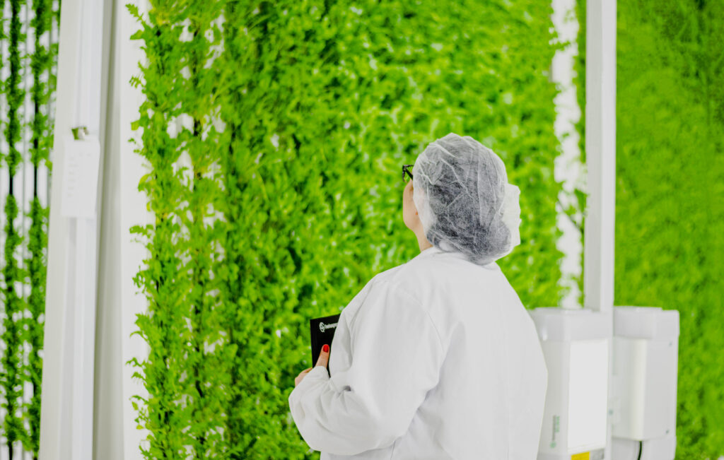 Person in white protective clothing beside vertically grown green plants.